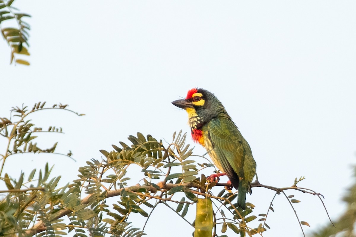 Краснолобый бородастик - ML647658409