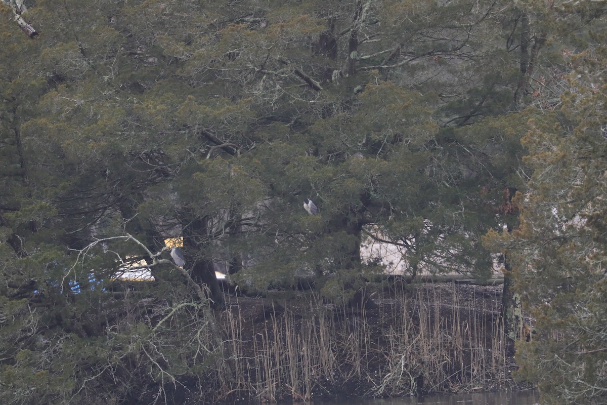 Кваква - ML647658410