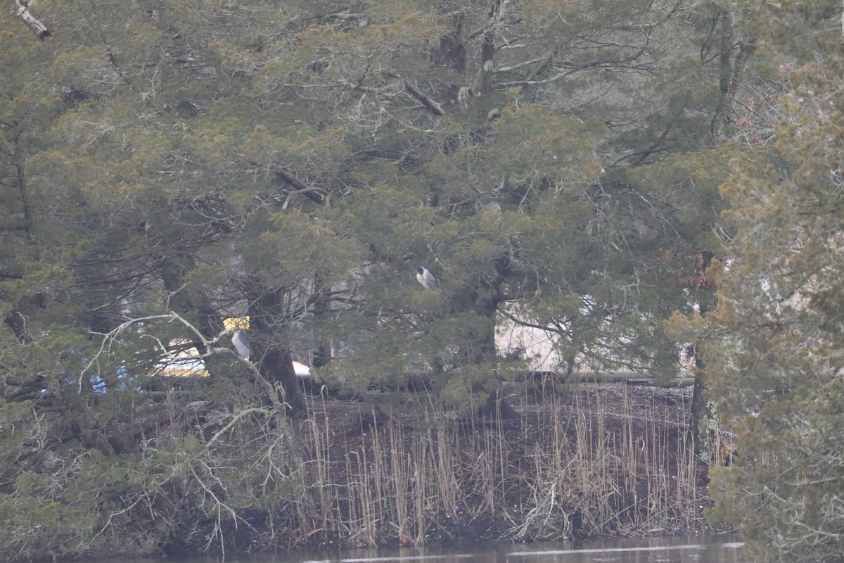 Кваква - ML647658411