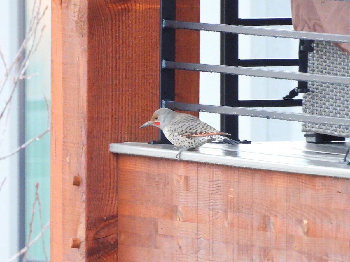 Шилоклювый дятел - ML647658412