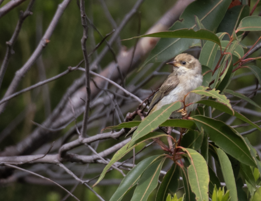 Буроголовая медвянка - ML647658413