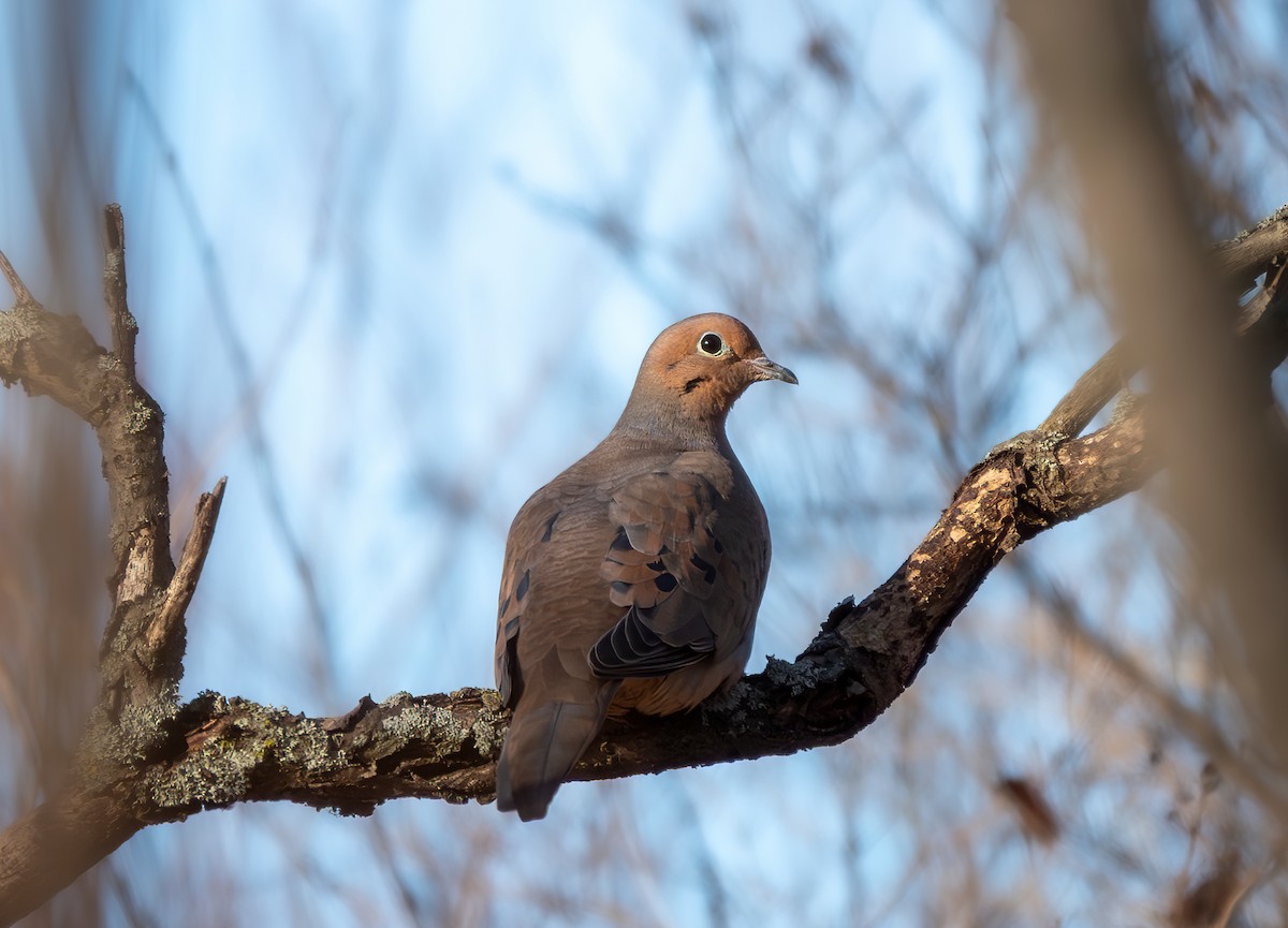 Плачущая горлица - ML647658423