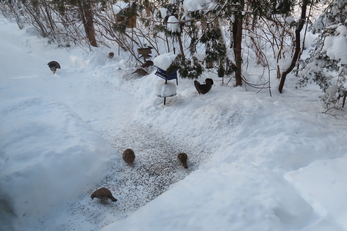 Воротничковый рябчик - ML647658424