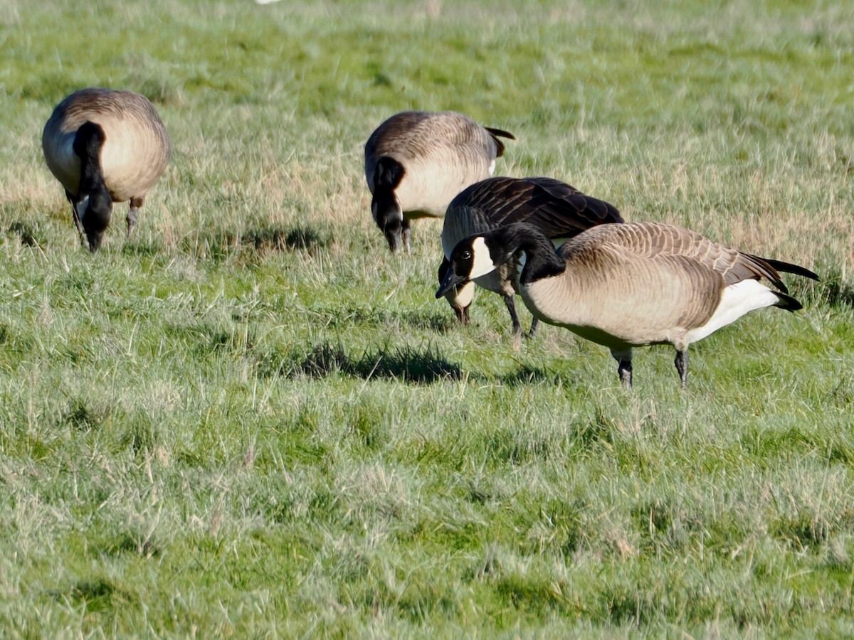 Канадская казарка - ML647658425