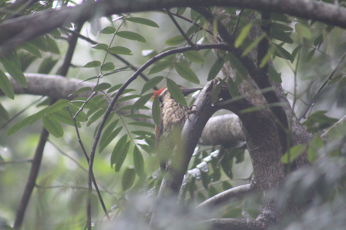 Бенгальский дятел-султан - ML647658426