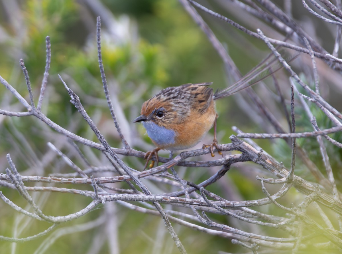 Прибрежный эмухвост - ML647658428