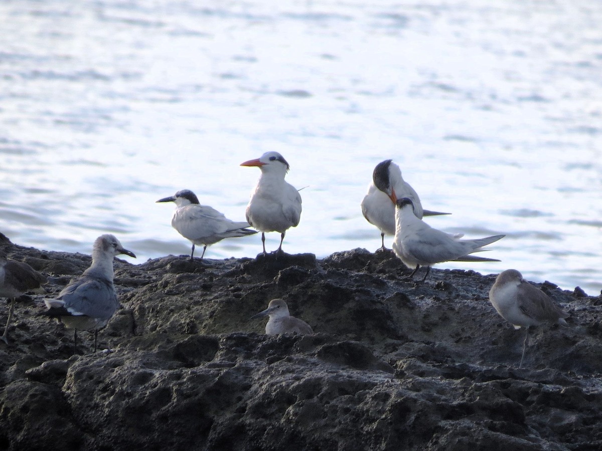 Королевская крачка - ML647658429