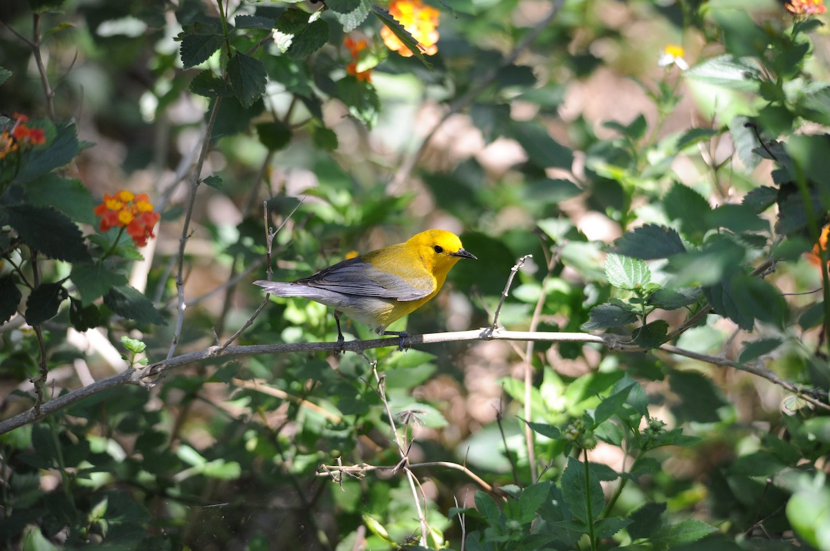 Лимонная червеедка - ML647658431