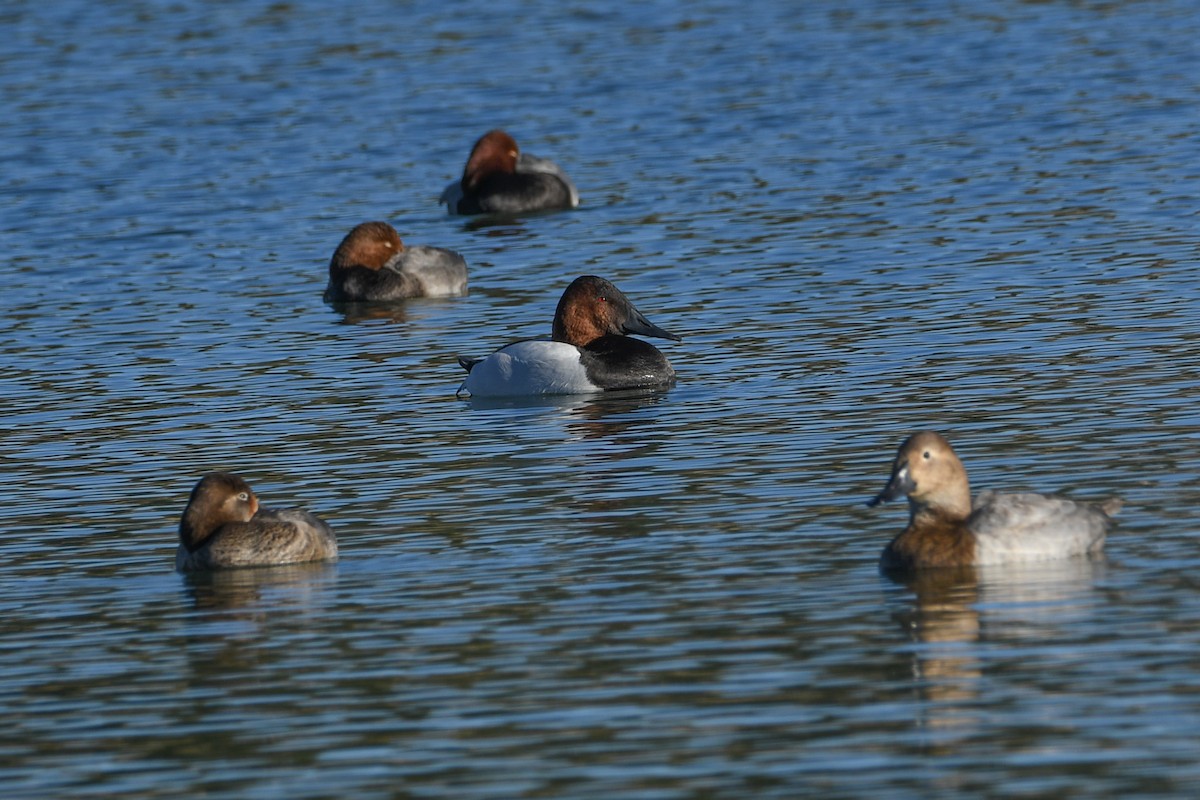 Парусиновый нырок - ML647658432