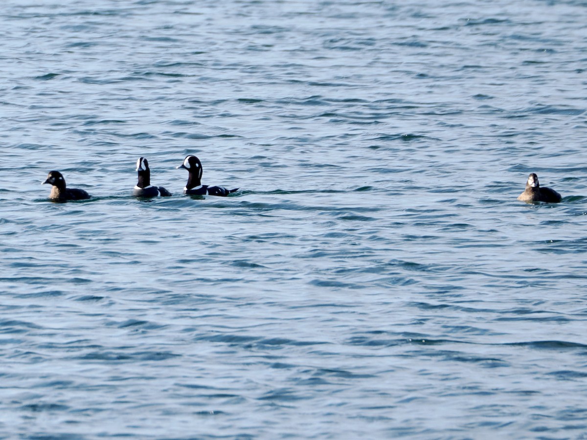 Palyaço Ördeği - ML647658435