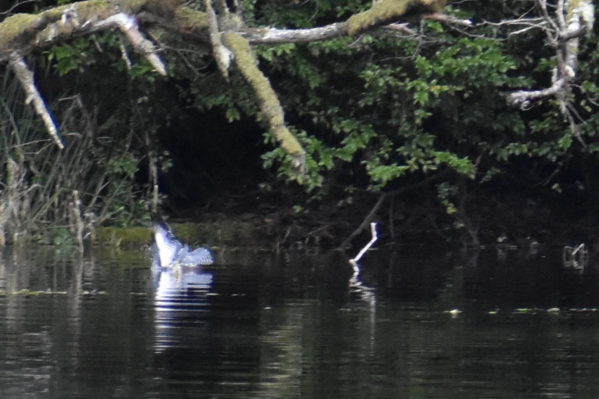 Белоголовый орлан - ML647658443