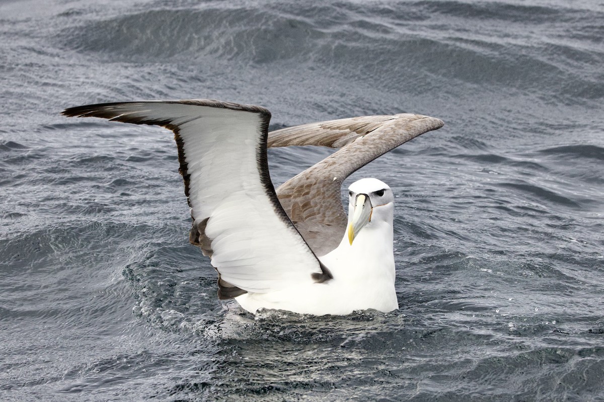 Белошапочный альбатрос - ML647658445