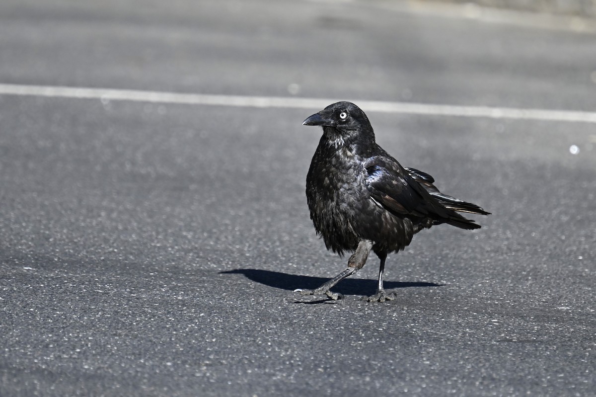 Южноавстралийский ворон - ML647658446