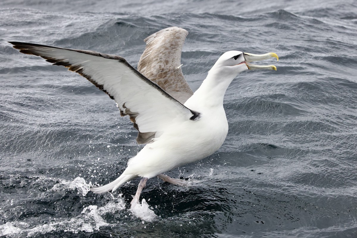 Белошапочный альбатрос - ML647658447