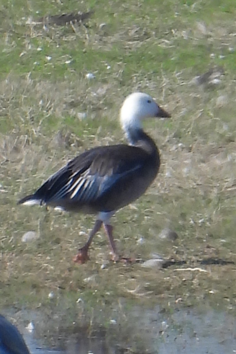 Белый гусь - ML647658448