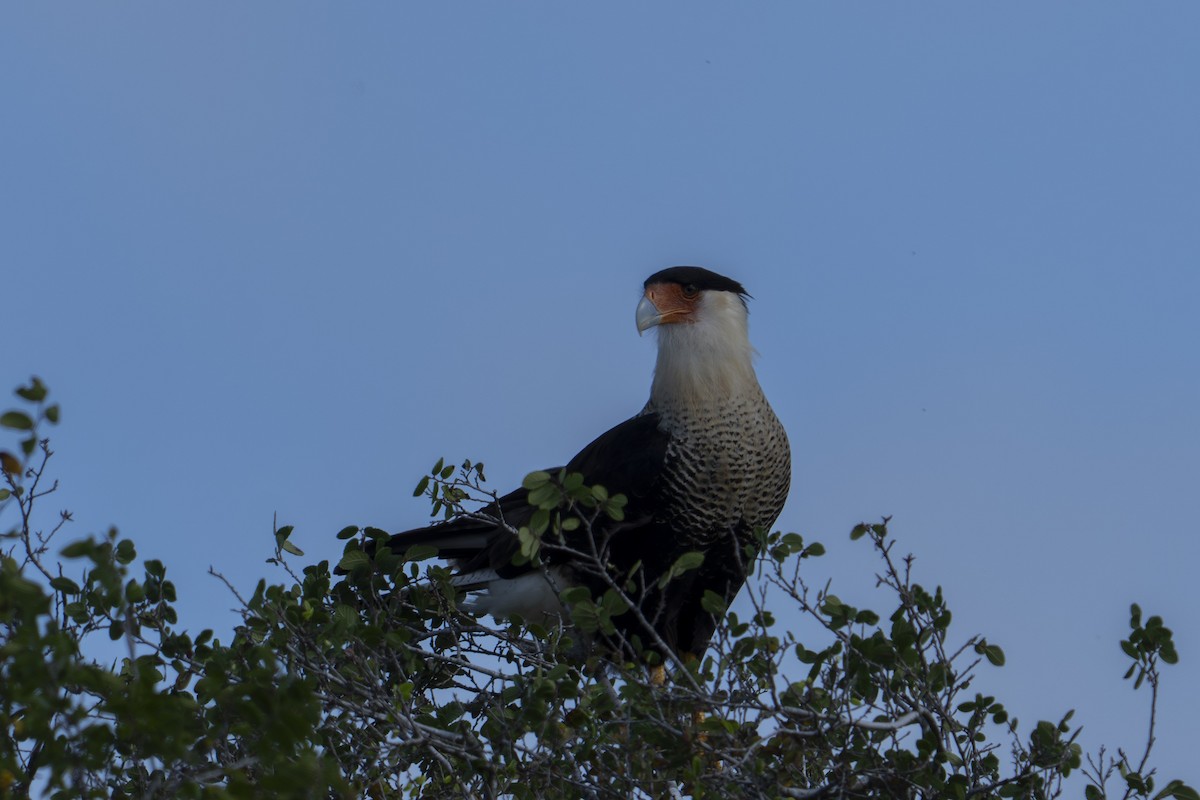 Равнинная каракара - ML647658449