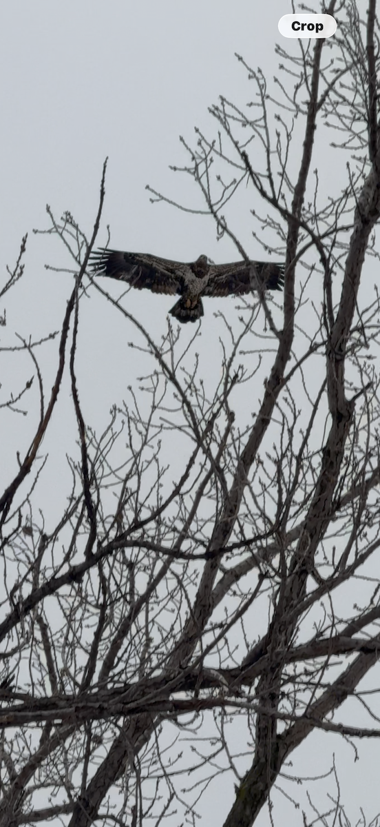 Белоголовый орлан - ML647658450