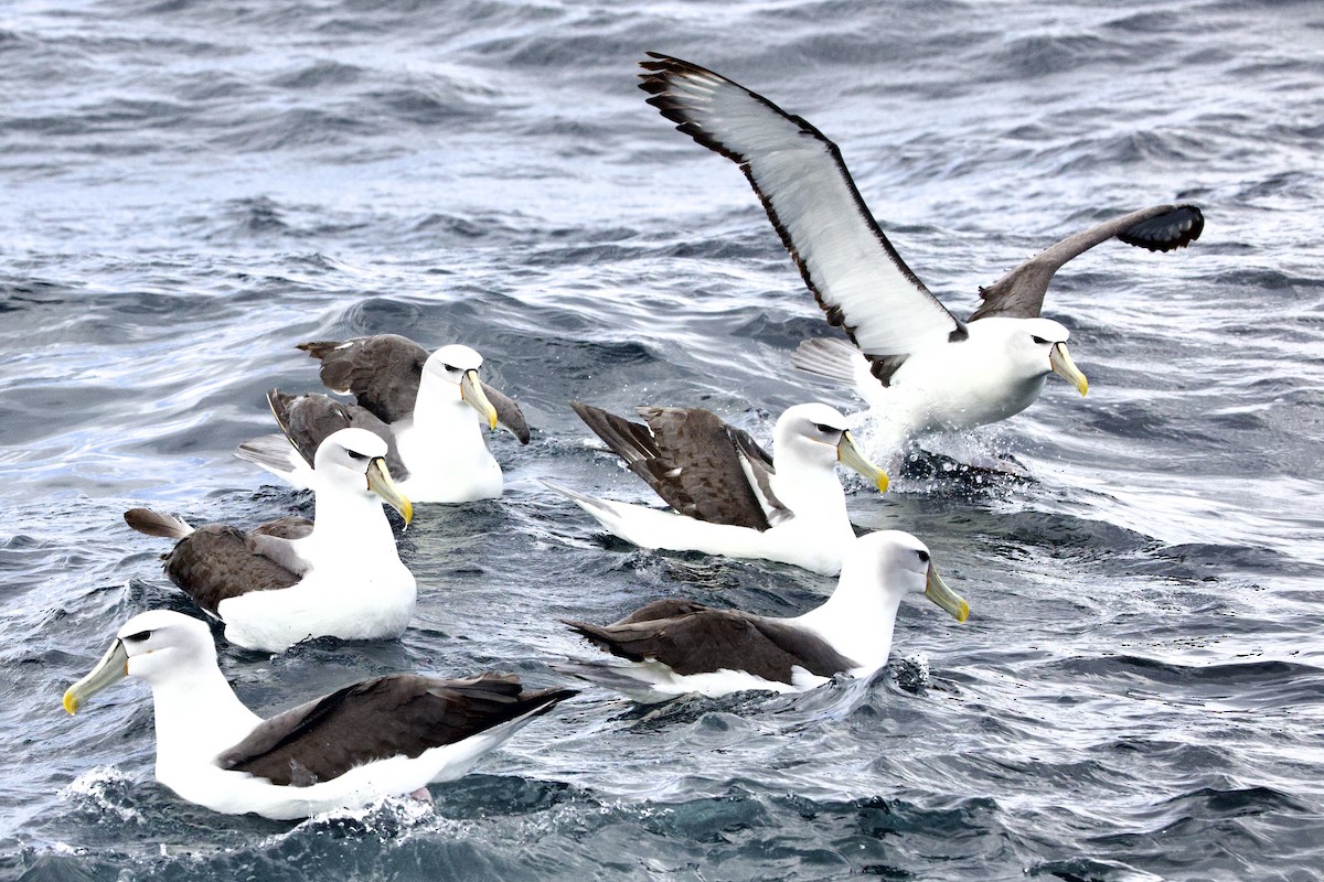 Белошапочный альбатрос - ML647658451