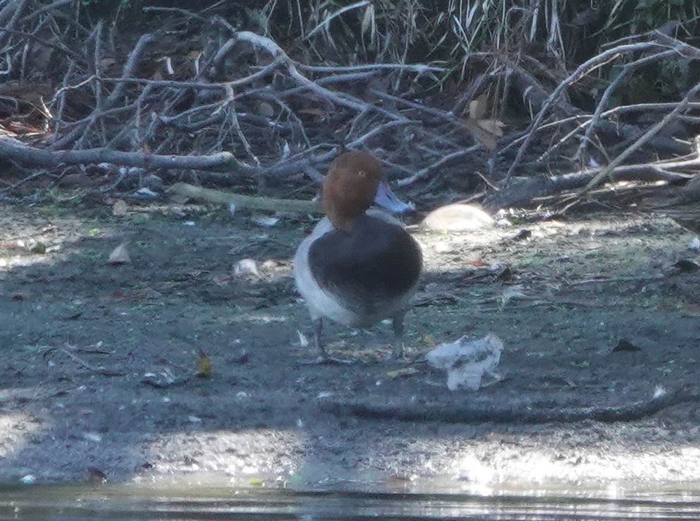 Redhead - ML647658474