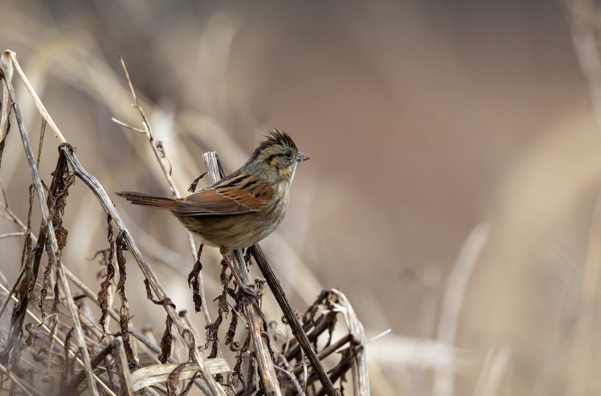 Swamp Sparrow - ML647658507