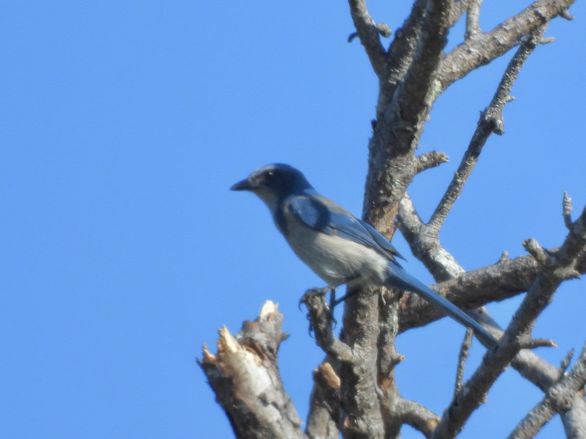 Florida Scrub-Jay - ML647658512