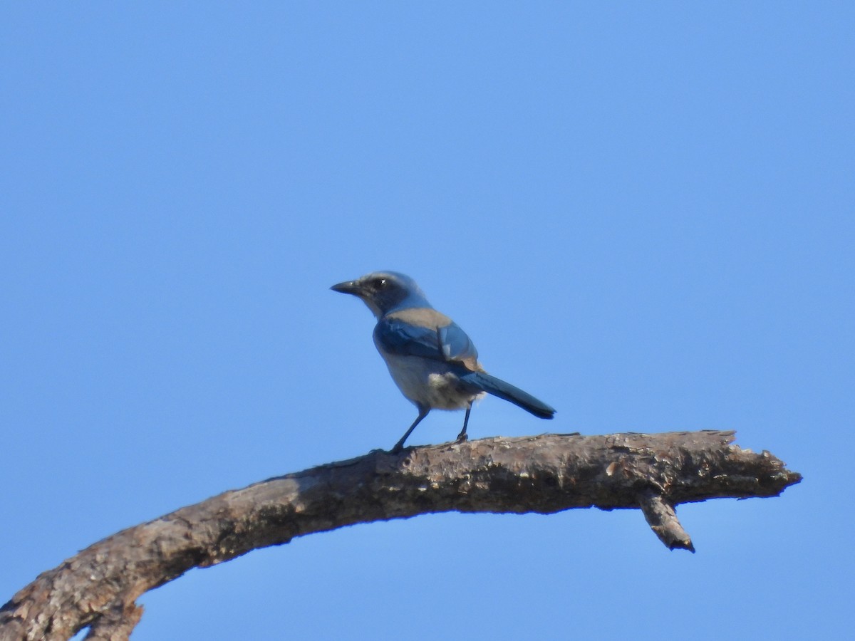Florida Scrub-Jay - ML647658513
