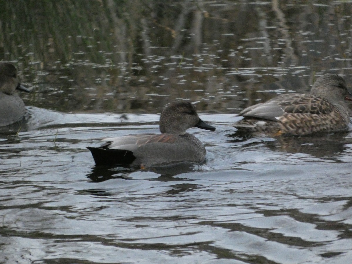 Canard chipeau - ML647658522