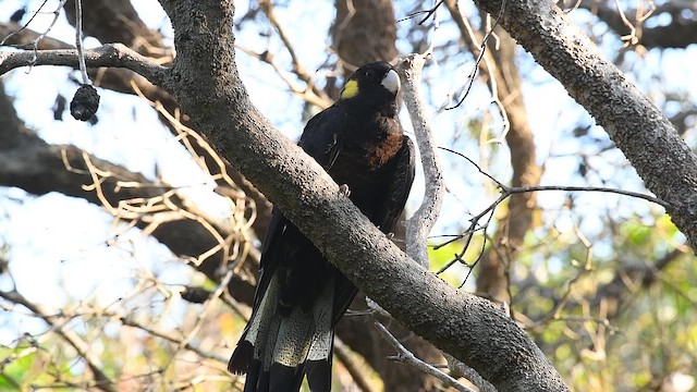Yellow-tailed Black-Cockatoo - ML647658529