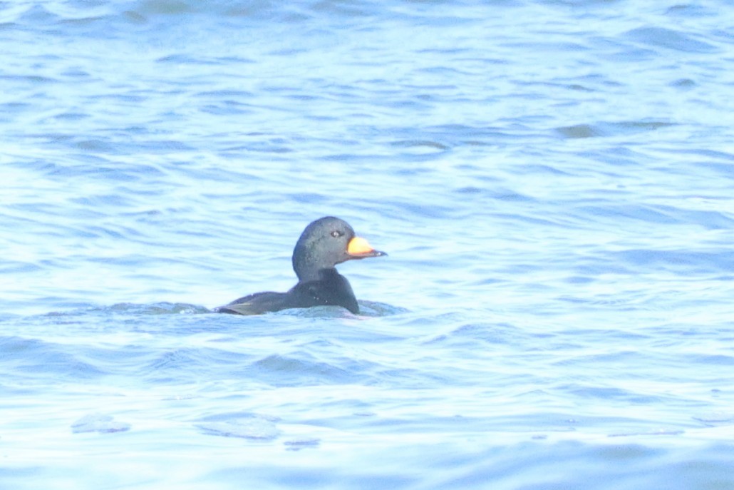 Black Scoter - ML647658539