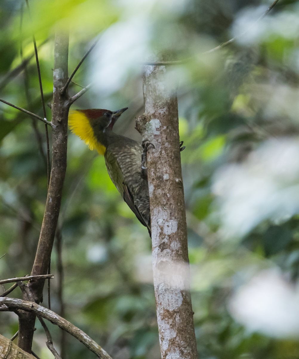 Lesser Yellownape - ML647658550