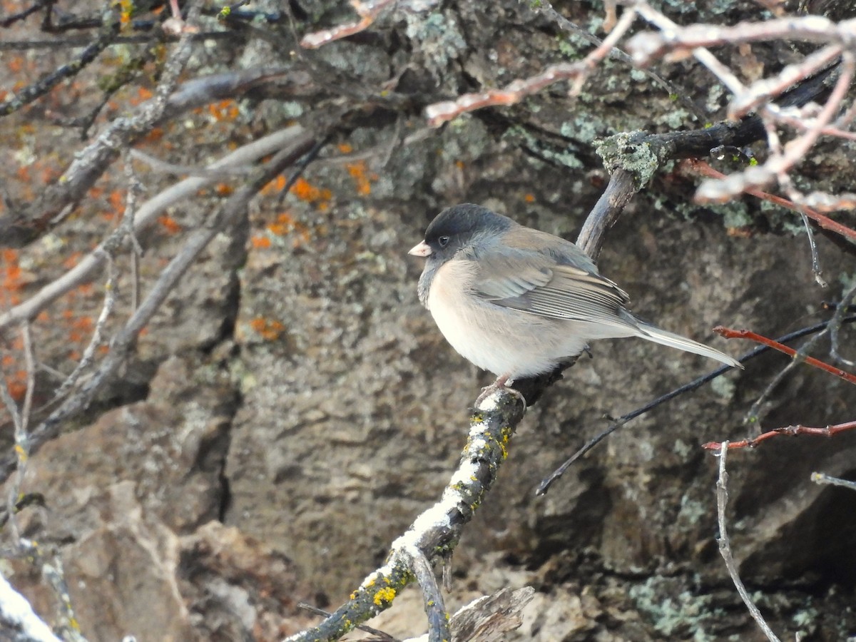 Dark-eyed Junco - ML647658553