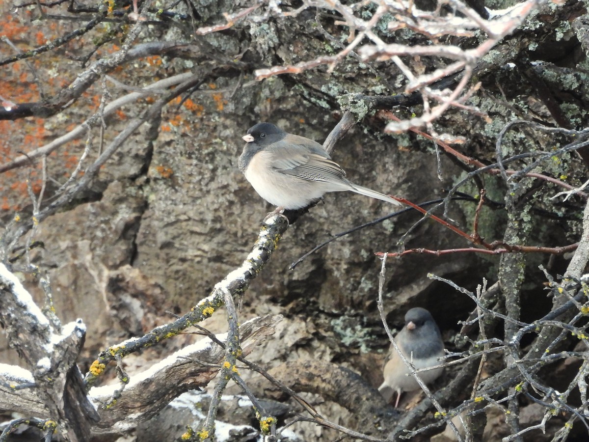 Dark-eyed Junco - ML647658554
