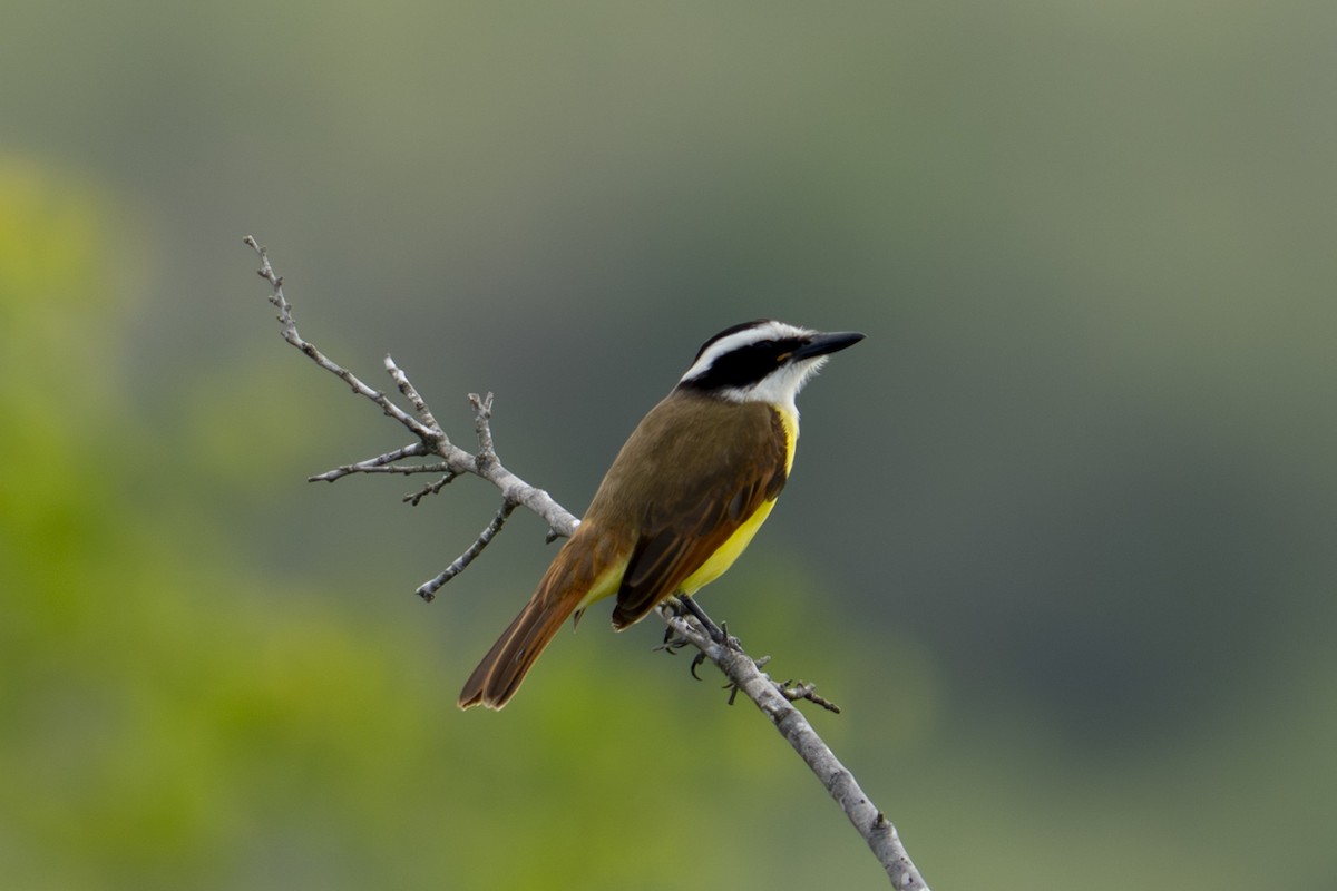 Great Kiskadee - ML647658560