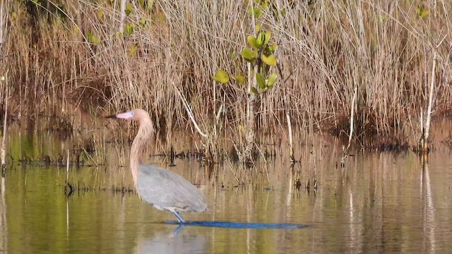 Reddish Egret - ML647658561