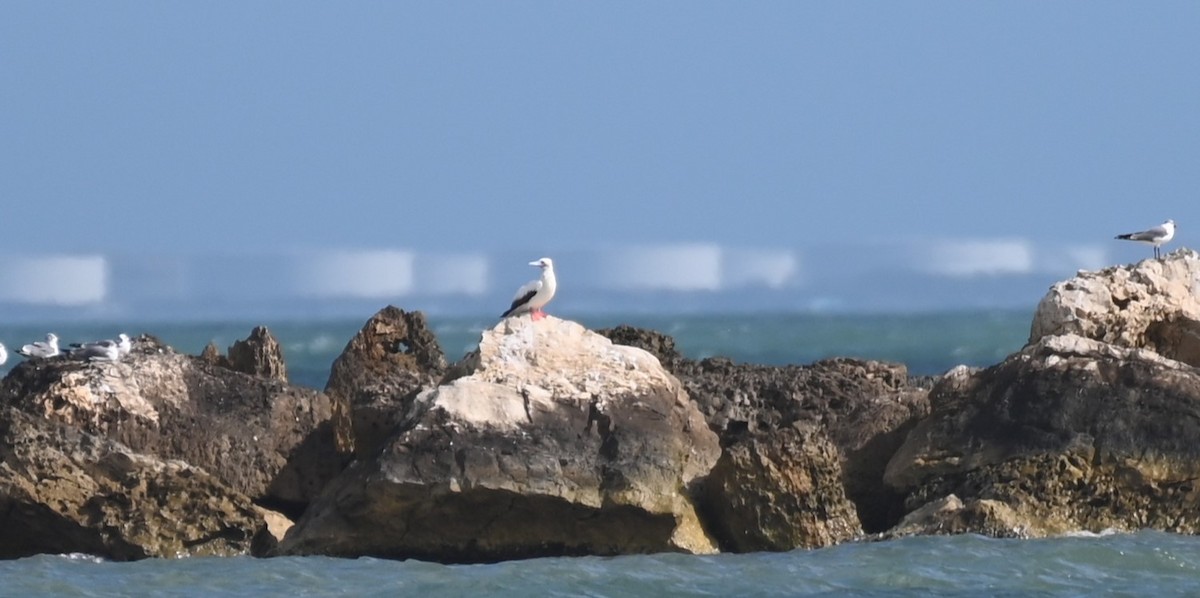 Red-footed Booby - ML647658580