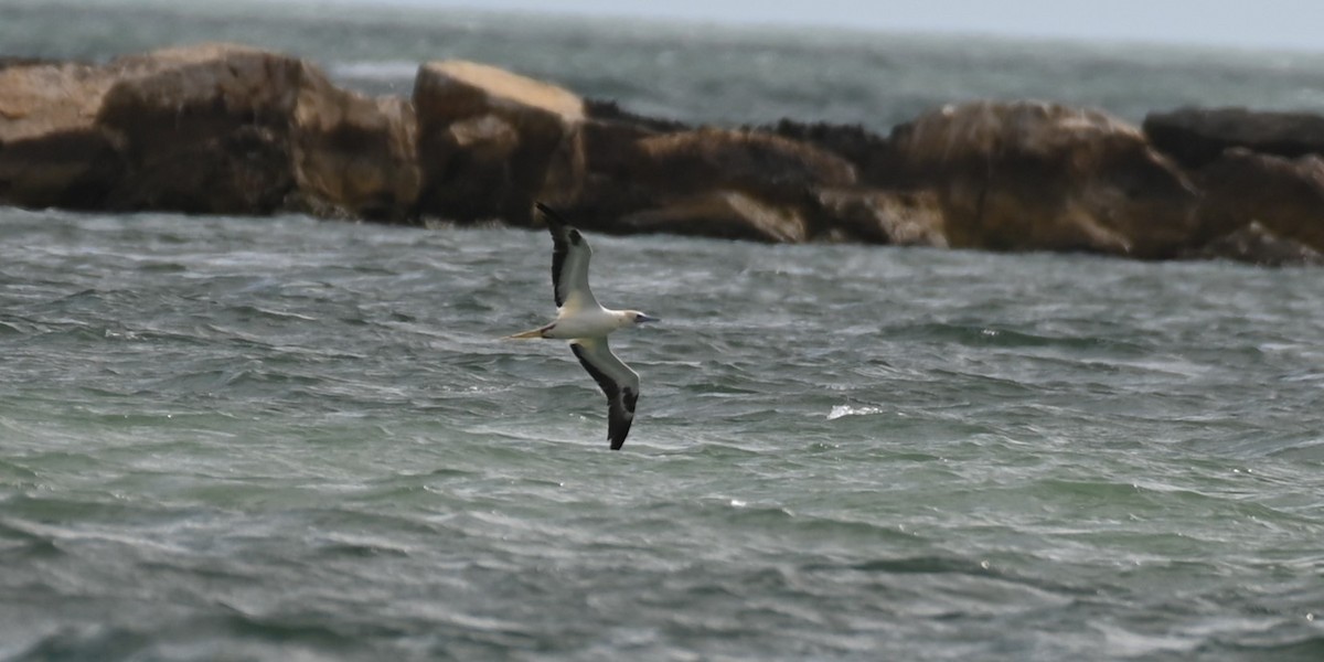 Red-footed Booby - ML647658581