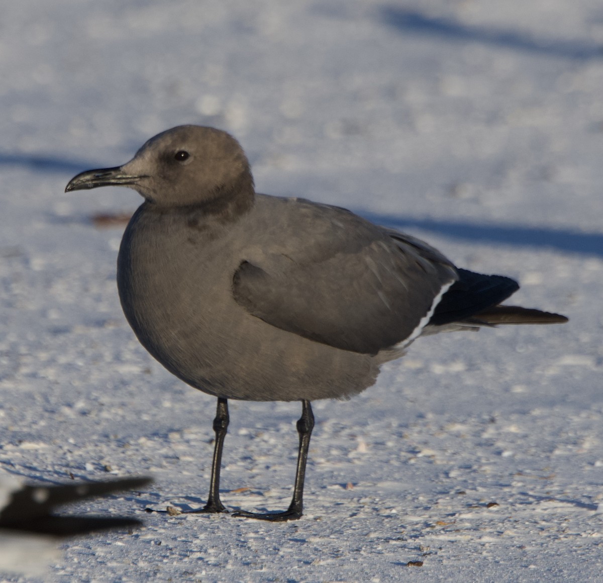 ハイイロカモメ - ML647658609