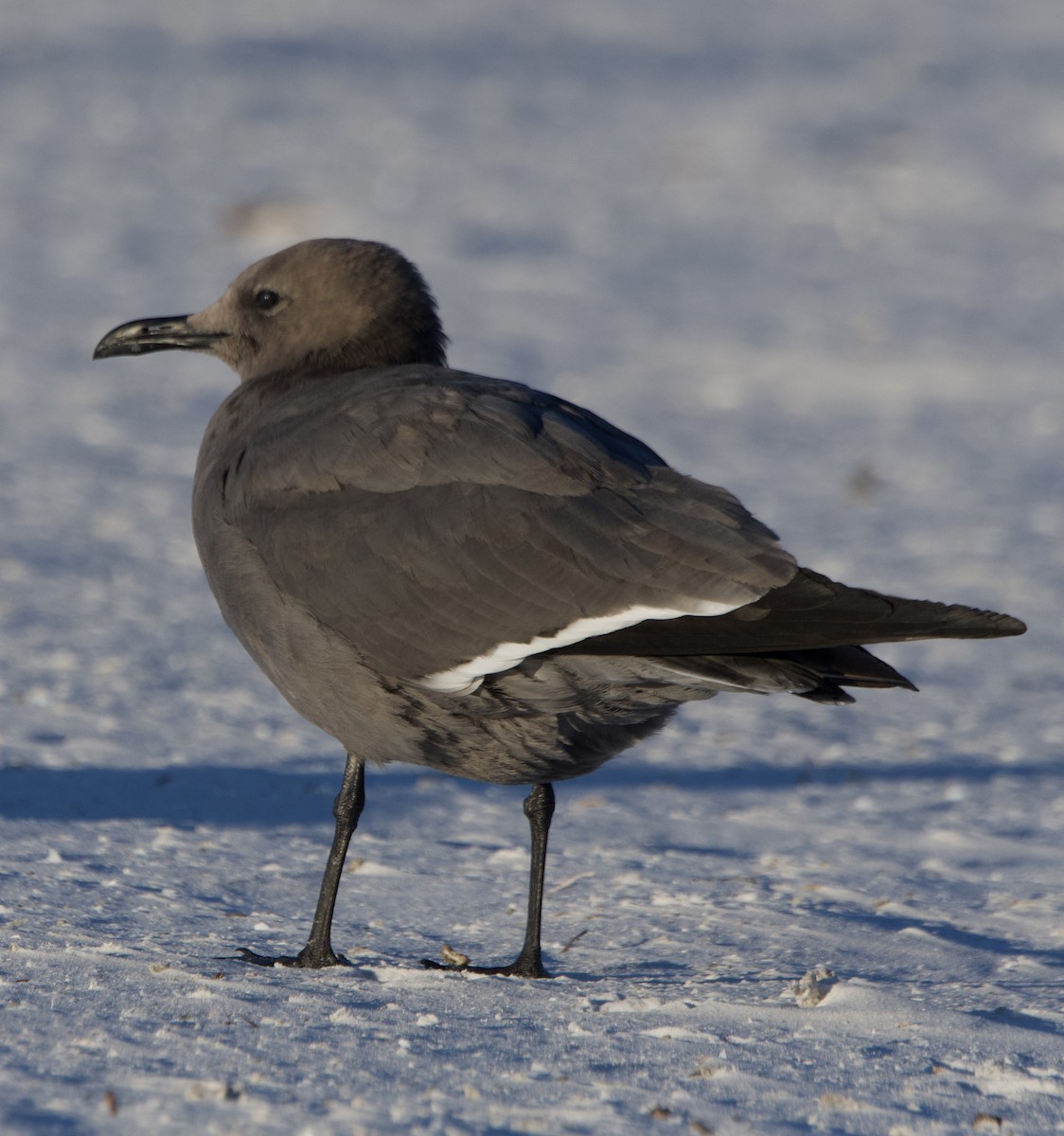 ハイイロカモメ - ML647658611