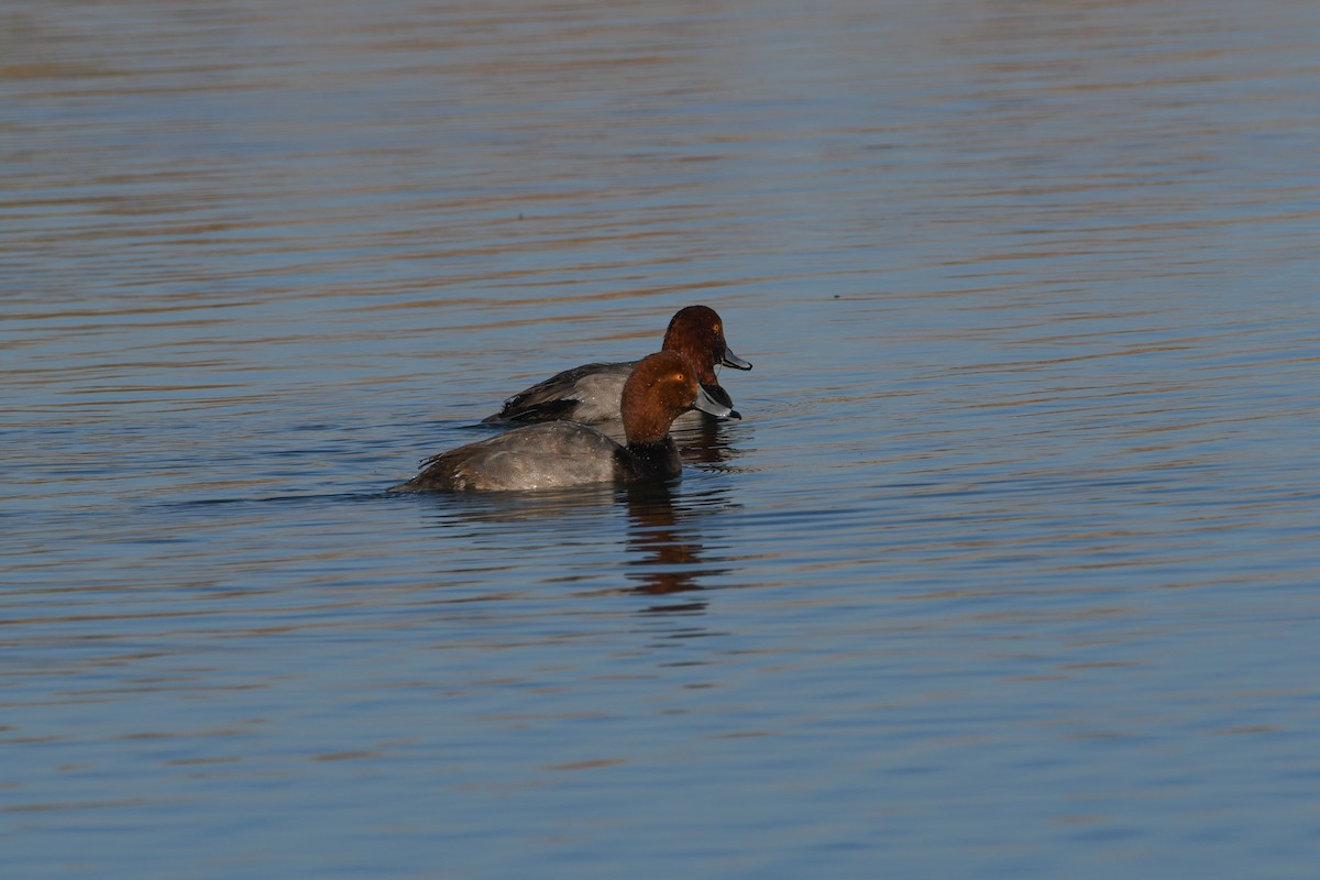 Redhead - ML647658638