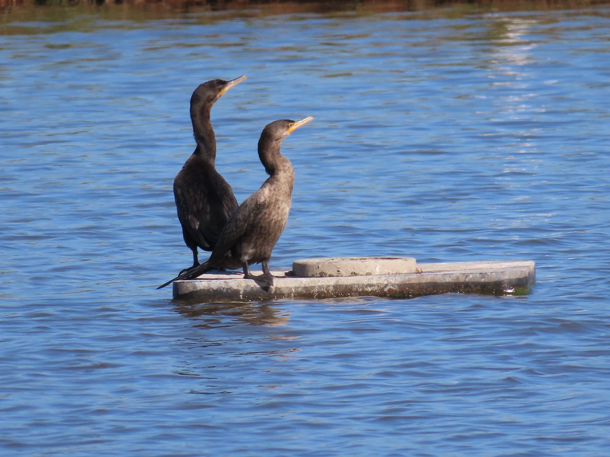 Cormorán Orejudo - ML647658657