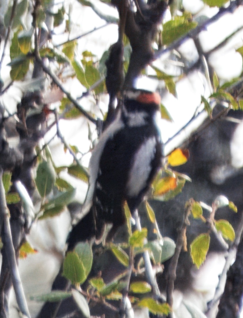 Downy Woodpecker - ML647658660