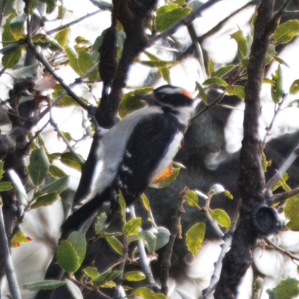 Downy Woodpecker - ML647658661