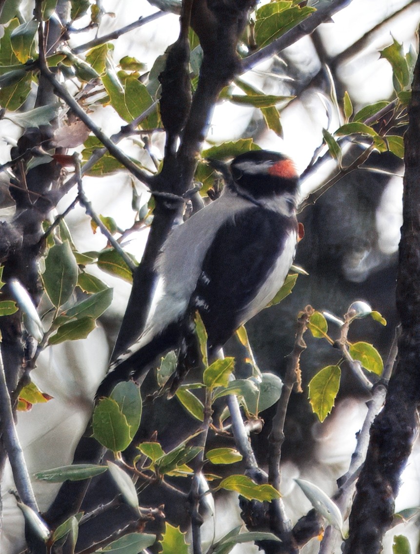 Downy Woodpecker - ML647658662