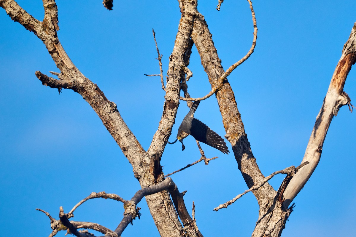 Esmerejón (de la taiga) - ML647658667