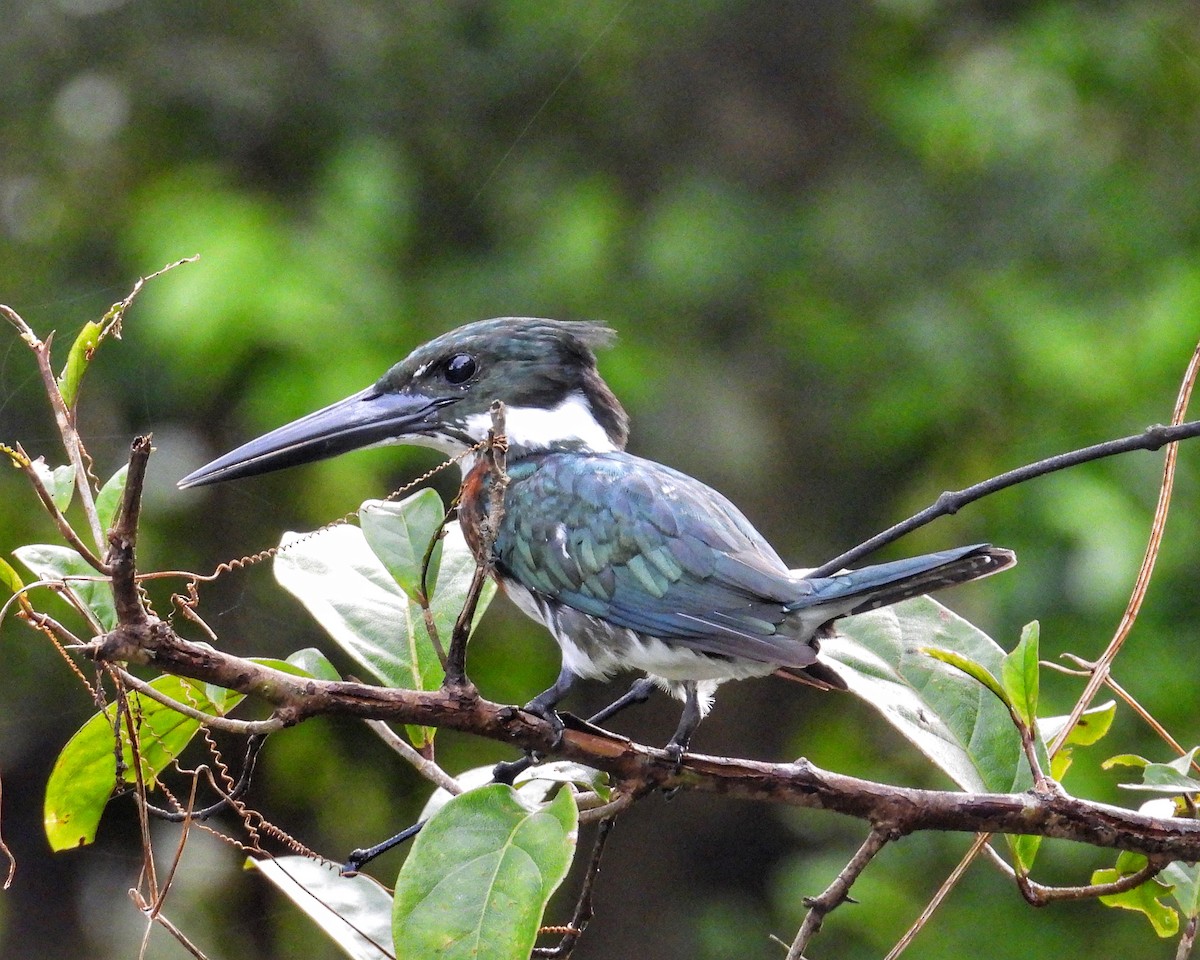 Martín Pescador Amazónico - ML647658679