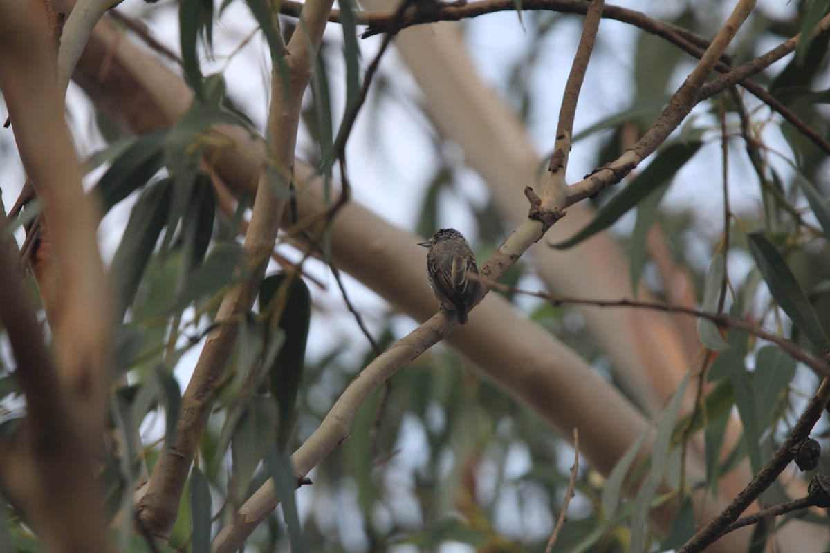 Carpinterito Perlado - ML647658684