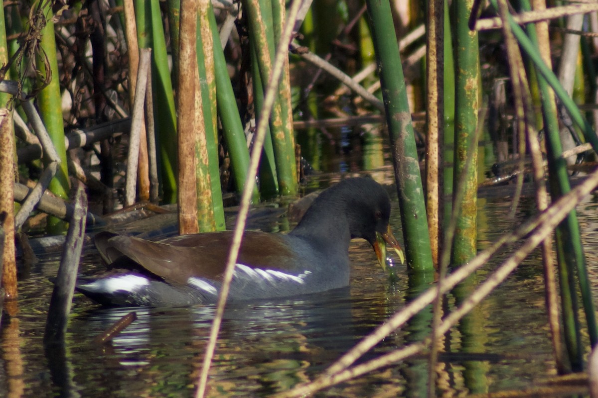 Gallineta Americana - ML647658686