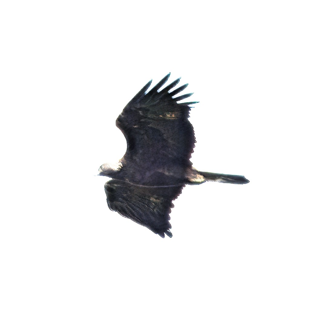 Águila Real - ML647658687