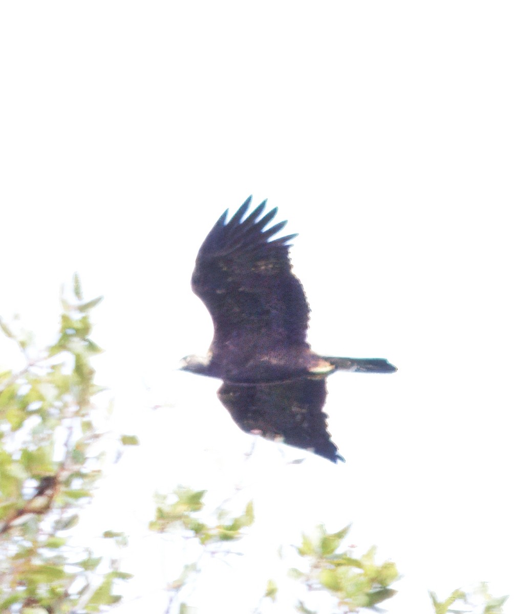 Águila Real - ML647658688