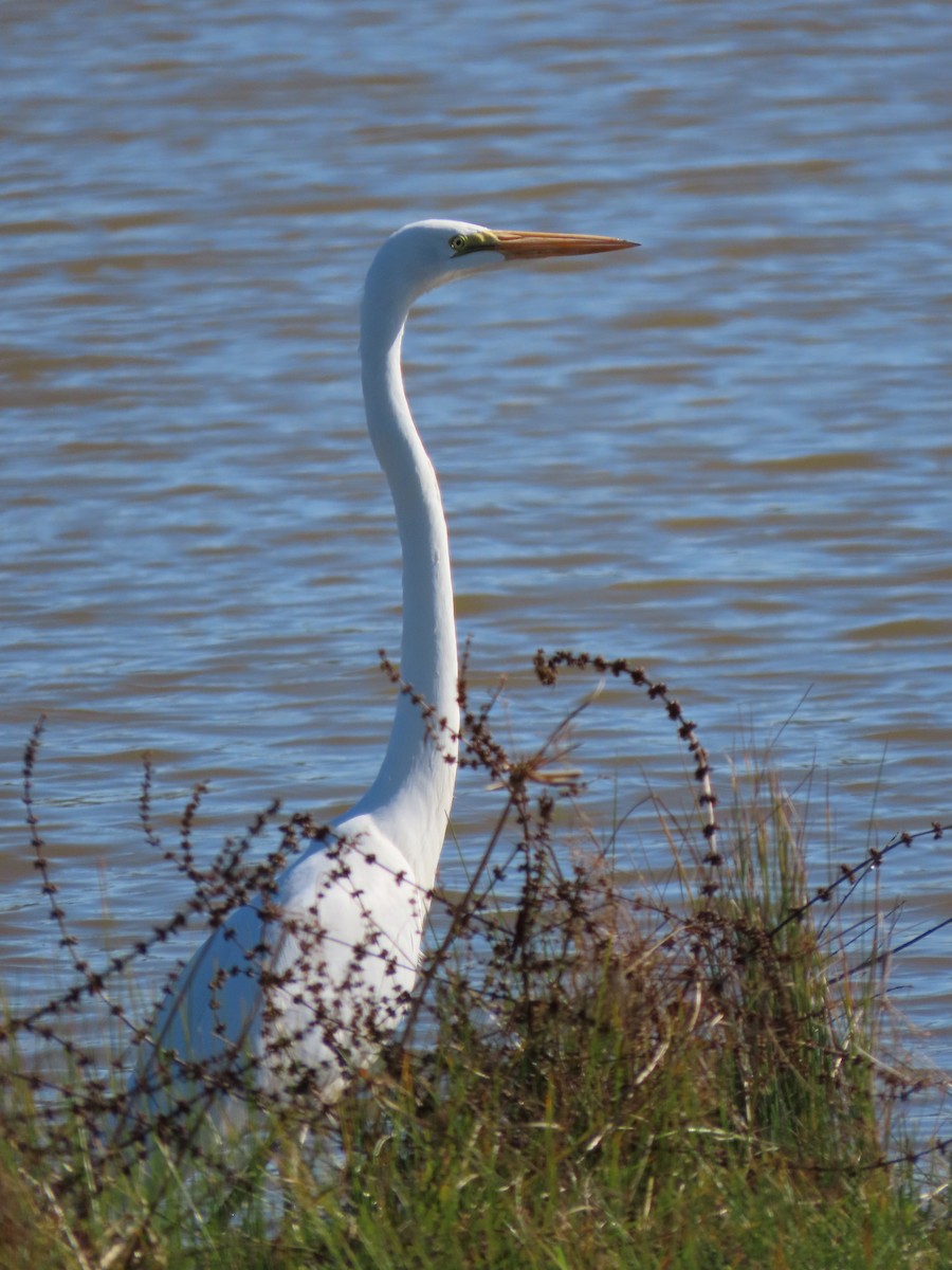 Garceta Grande - ML647658689